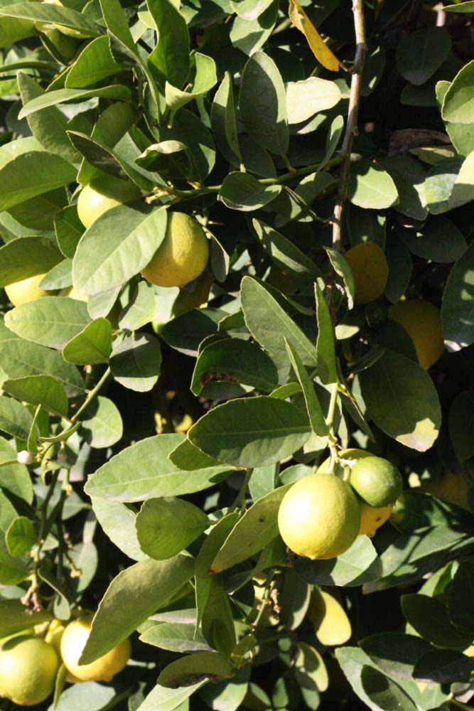            Sun leaves (Thornless Mexican lime, Riverside, CA)   
